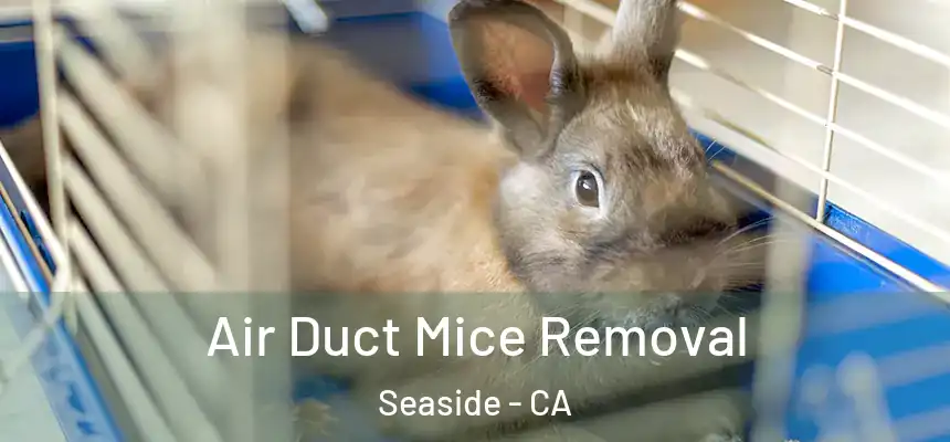  Air Duct Mice Removal Seaside - CA